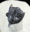 Pseudocryphaeus (Cryphina) Trilobite #49924-2